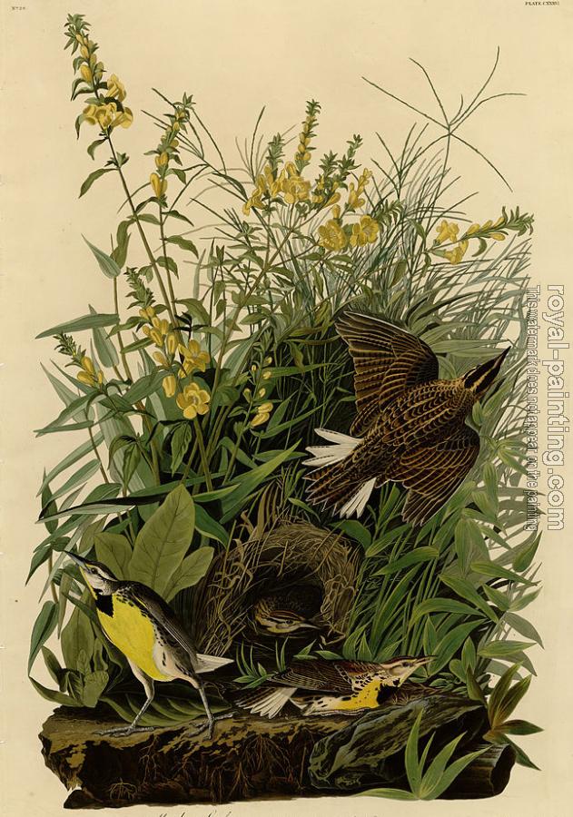 John James Audubon : Meadow lark